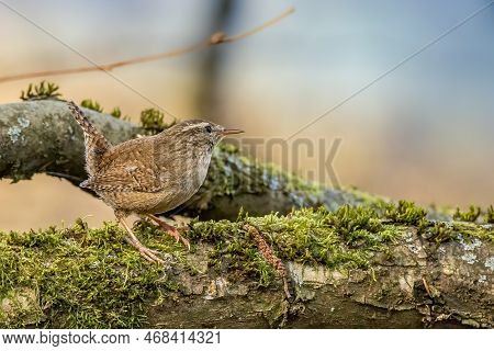 A Wren Songbird Sitting On A Branch Of A Tree In A Forest In Hanau, Hesse Germany At A Sunny Morning