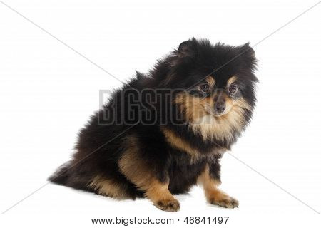 Lulu Pomerânia