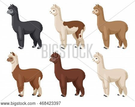 Alpaca Set Vector Illustration. Colored Alpacas Standing On A White Background