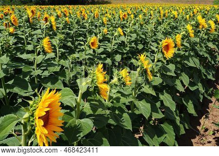 Agricultural Sunflowers Field. The Helianthus Sunflower Is A Genus Of Plants In The Asteraceae Famil