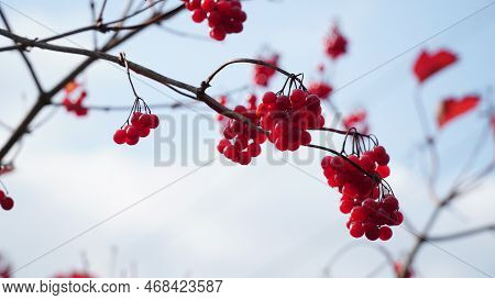 Ripe Bunches Of Viburnum Ordinary Viburnum Opulus Are On Blurred Background. Beautiful Autumn Backgr