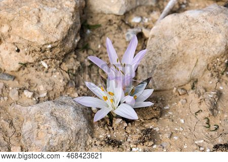 Flowering Of Colchicium (lat. - Colchicum Ritchii) In The Winter In The Negev Desert