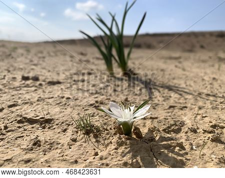 Flowering Of Colchicium (lat. - Colchicum Ritchii) In The Winter In The Negev Desert