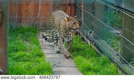Far Eastern Leopard And Its Life In The Zoo, The Zoo Of Ukraine, An Endangered Species Of Predators.