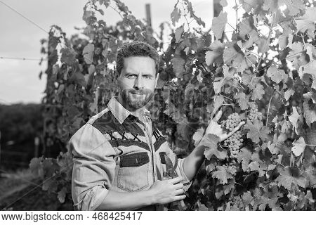 Smiling Man Harvester On Summer Harvest. Enologist With Garden Scissors. Farmer Cut Grapevine.