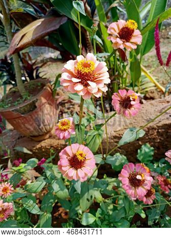 Common Zinnia Flowers. Blur Background, Selective Focus.