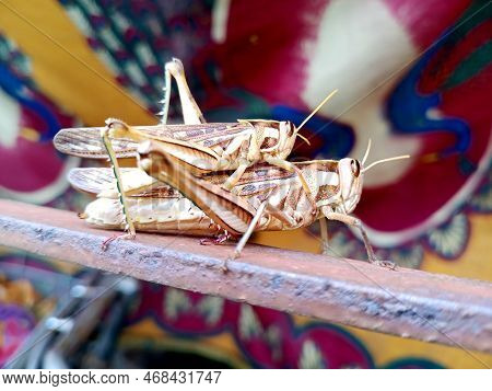 Two Grasshoppers Close Up. Grasshopper Love.blur Background.