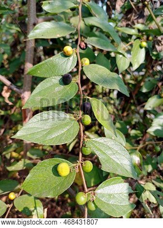 Jackal Jujube, Its A Wild Fruit With A Sour Taste. Selective Focus.
