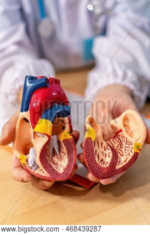 Interior Of Human Heart. Anatomical Structure, Physiology Of The Heart.