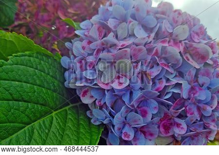 Close-up Of Flowering Hydrangeas. Hydrangea Flower In The Park