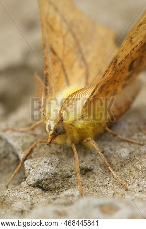 Detailed Closeup On The Yellow Canary-shouldered Thorn Geometer Moth, Ennomos Alniaria