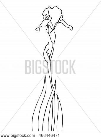 Linear Iris Flower With Bud And Leaves. Vector Illustration. Hand Drawing Of Seasonal Plant Summer G