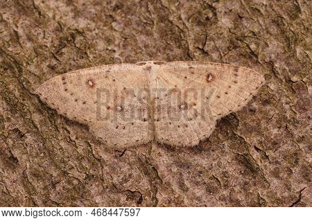 Closeup On A Birch Mocha Geometer Moth, Cyclophora Albipunctata With Spread Wings On A Piece Of Wood