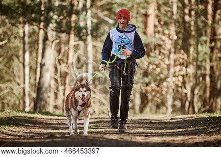 Svetly, Russia - 04.17.2022 - Running Siberian Husky Sled Dog In Harness Pulling Man On Autumn Fores
