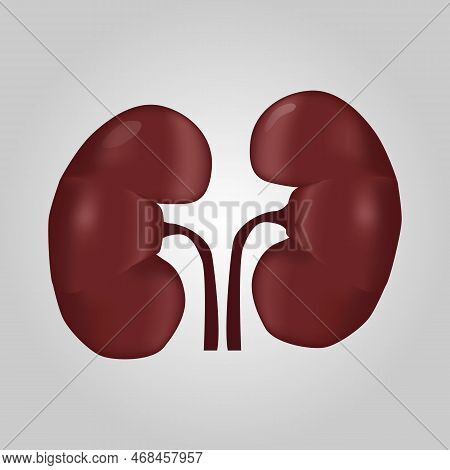Kidney Of Human . Urological System . Realistic Design . Isolated . Vector Illustration .
