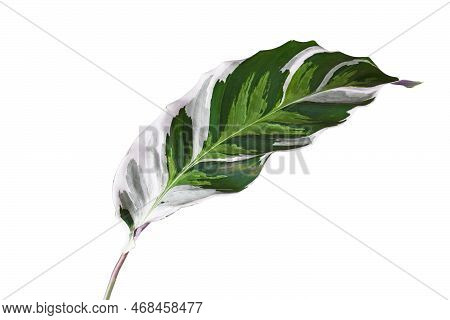 Leaf Of Exotic 'calathea White Fusion' (botanic Name) Prayer Plant Houseplant On White Background