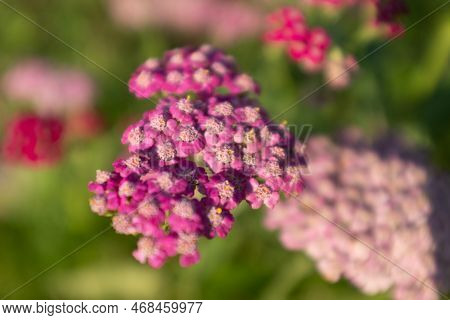 Pink Yarrow Flowers, Selective Focus. A Bloom Yarrow For Publication, Poster, Calendar, Post, Screen