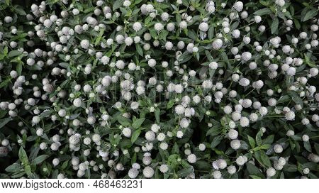 Gomphrena Globosa Or Gomphrena Dwarf Cissy White Bush Form A Beautiful Background In A Garden.