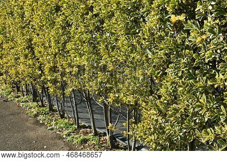 The Variegated Leaf Japanese Spindle Tree Hedge And Berries. Celastraceae Evergreen Shrub. Many Flor
