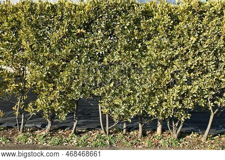 The Variegated Leaf Japanese Spindle Tree Hedge And Berries. Celastraceae Evergreen Shrub. Many Flor