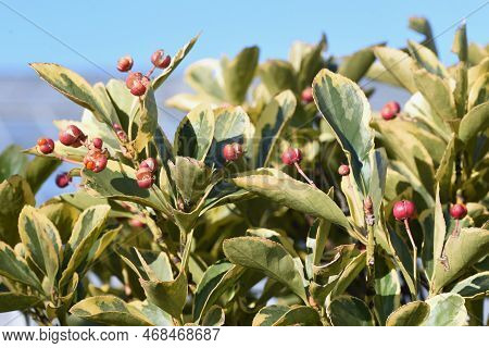 The Variegated Leaf Japanese Spindle Tree Hedge And Berries. Celastraceae Evergreen Shrub. Many Flor
