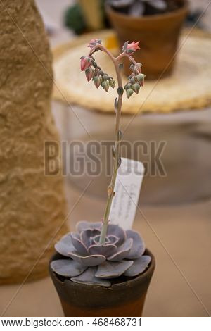 Blooming Echeveria Lilacina. Potter Plant Succulent. Selective Focus On Flowers