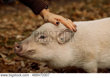 A White Mini Pig Sits In A Wicker Basket. Autumn Photo