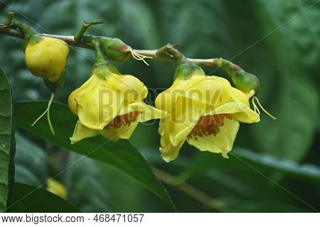 Yellow Camellia ( Camellia Chrysantha ) Flowers. Theaceae Evergreen Shrub Native To China And Vietna