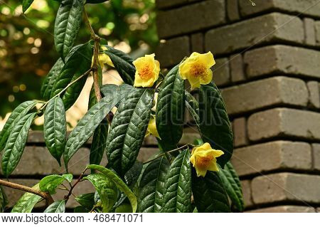 Yellow Camellia ( Camellia Chrysantha ) Flowers. Theaceae Evergreen Shrub Native To China And Vietna