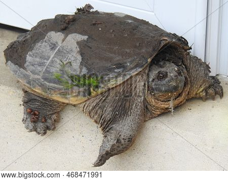 A Snapping Turtle From A Nearby Pond Visiting The Doorstep Of A Home In Cecil County, Maryland.