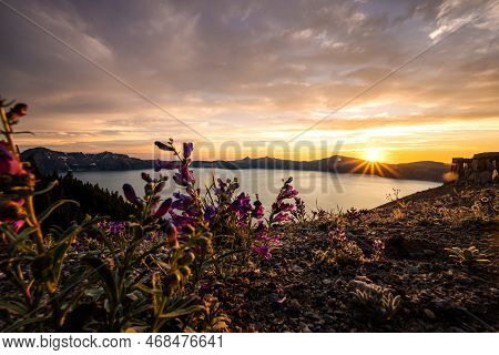 Purple Penstemon Flowers And Sunset From Skell Head In Crater Lake National Park