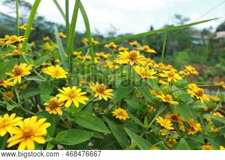 Beauty Spring Flower Melampodium Divaricatum Or Yellow Butter Daisy2, Green Leaves In The Garden