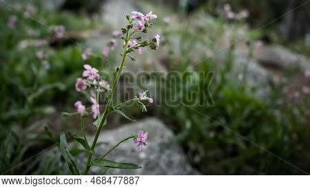 Sticky Geranium Grows In Boulder Field Along Trail In Sequoia National Park