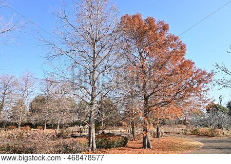 Bald Cypress ( Taxodium Distichum ) Tree In Winter. Leaves And Nuts. Cupressaceae Deciduous Conifer 