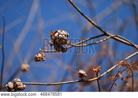 Bald Cypress ( Taxodium Distichum ) Tree In Winter. Leaves And Nuts. Cupressaceae Deciduous Conifer 