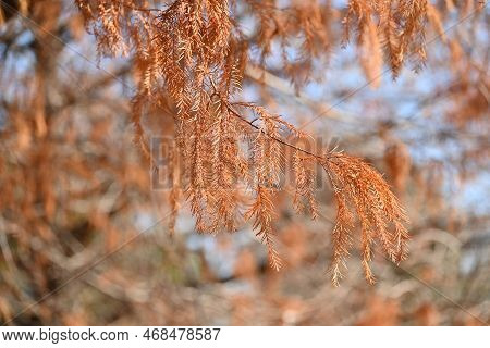 Bald Cypress ( Taxodium Distichum ) Tree In Winter. Leaves And Nuts. Cupressaceae Deciduous Conifer 