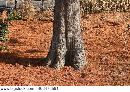 Bald Cypress ( Taxodium Distichum ) Tree In Winter. Leaves And Nuts. Cupressaceae Deciduous Conifer 
