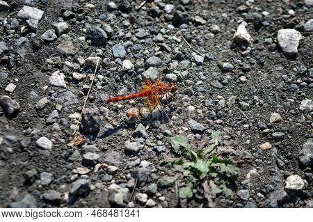 A Red Dragon Fly At A Nature Reserve, Its Proper Title Is A Sympetrum Fonscolombii. Close-up.