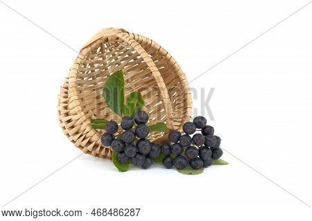 Aronia, Commonly Known As The Chokeberry, With Leaves. Freshly Picked Homegrown Aronia Berries Isola