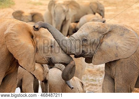 Interaction Between Two African Elephants (loxodonta Africana), Addo Elephant National Park, South A