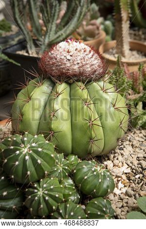 Close Up Melocactus Growthing In Succulent Garden