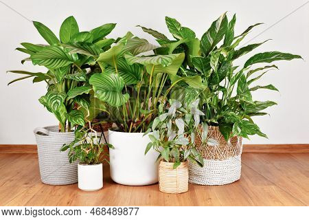 Urban Jungle With Different Tropical Large Houseplants In Flower Pots On Floor
