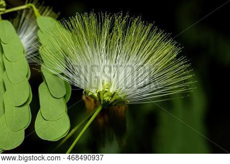Albizia Lebbeck Is A Species Of Albizia. Kirindy Forest Madagascar Flora