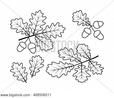 Oak Branches And Oak Fruit Vector Line Icons. Nature And Ecology. Isolated Collection Of Line Icons 
