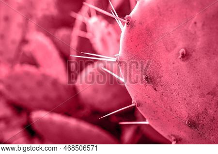 Red Cactus Close Up Prickly Pear, Opuntia. Natural Background Pink Vviva Magenta Trendy Colr Poster 