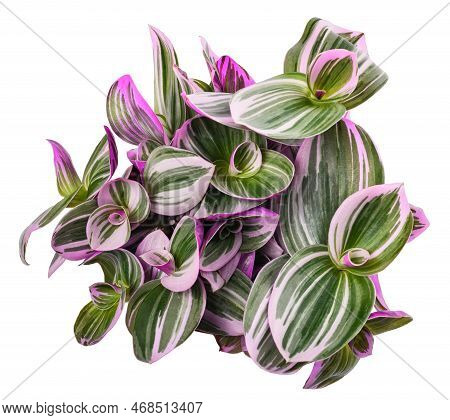 Tradescantia  Nanouk Plant Isolated On White Background