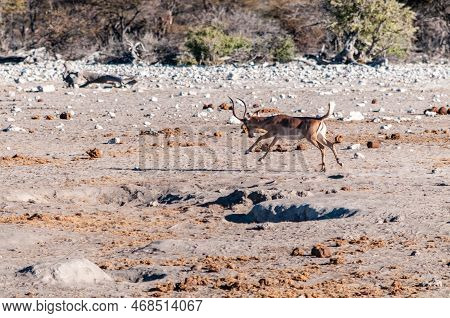 Telephoto Shot Of A Jumping Impala In Etosha National Park, Namibia.