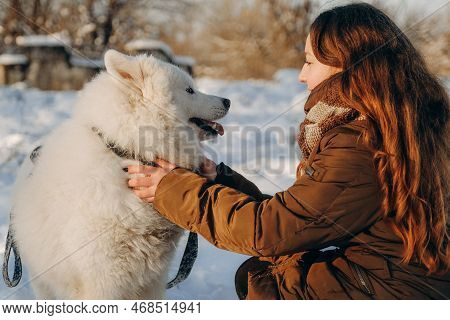 Winter Walk With Your Favorite Samoyed Pet. Love For Dogs. Walking The Dog In Anticipation Of Christ