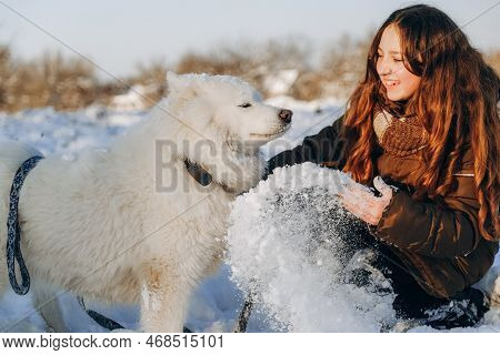 Winter Walk With Your Favorite Samoyed Pet. Love For Dogs. Walking The Dog In Anticipation Of Christ