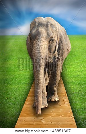 Concept met olifant